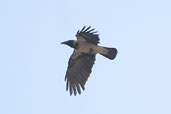 Hooded Crow, Kato Zacro Gorge, Crete, October 2002 - click for larger image