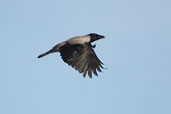 Hooded Crow, Kato Zacro Gorge, Crete, October 2002 - click for larger image