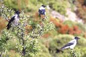 Hooded Crow, Ag. Irino Gorge, Crete, November 2002 - click for larger image