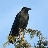 Carrion Crow, Edinburgh, Scotland, January 2003 - click for larger image