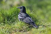 Rook, Cortleferry Hill, Borders, Scotland, April 2005 - click for larger image