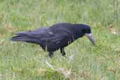 Rook, Iona, Scotland, June 2005 - click for larger image