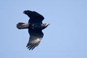 Rook, Monks Eleigh, Suffolk, England, May 2008 - click for larger image