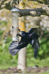 Rook, Monks Eleigh, Suffolk, England, April 2010 - click for larger image