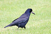 Rook, Monks Eleigh, Suffolk, England, March 2012 - click for larger image