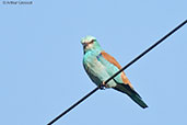 European Roller, Ouarzazate, Morocco, April 2014 - click for larger image