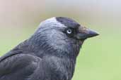 Jackdaw, Iona, Scotland, June 2005 - click for larger image
