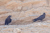 Brown-necked Raven, Merzouga, Morocco, April 2014 - click for larger image