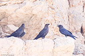 Brown-necked Raven, Merzouga, Morocco, April 2014 - click for larger image