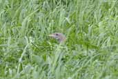 Male Corncrake, Iona, Scotland, June 2005 - click for larger image