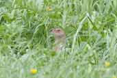 Female Corncrake, Iona, Scotland, June 2005 - click for larger image