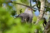 Cuckoo, Kinlochbervie, Highlands, Scotland, May 2005 - click for larger image