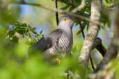 Cuckoo, Kinlochbervie, Highlands, Scotland, May 2005 - click for larger image