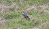 Cuckoo, St Abbs, Borders, Scotland, June 2002 - click for larger image
