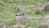 Cuckoo, St Abbs, Borders, Scotland, June 2002 - click for larger image