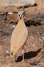 Cream-coloured Courser, Boumalne de Dades, Morocco, April 2014 - click for larger image