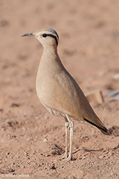 Cream-coloured Courser, Boumalne de Dades, Morocco, April 2014 - click for larger image