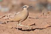 Cream-coloured Courser, Boumalne de Dades, Morocco, April 2014 - click for larger image