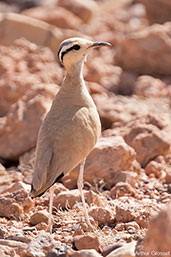 Cream-coloured Courser, Boumalne de Dades, Morocco, April 2014 - click for larger image