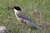 Iberian Azure-winged Magpie, Coto Doñana, Spain, March 2018 - click for larger image