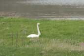 Whooper Swan, Mainland, Shetland, Scotland, June 2004 - click for larger image