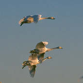 Whooper Swan, Caerlaverock, Scotland, February 2001 - click for larger image