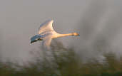 Whooper Swan, Caerlaverock, Scotland, February 2001 - click for larger image