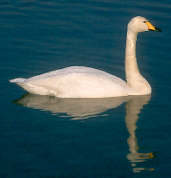 Whooper Swan, Caerlaverock, Scotland, February 2001 - click for larger image