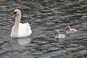 Mute Swan, St. Abbs, Borders, Scotland, June 2002 - click for larger image