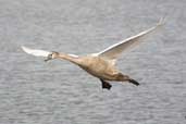 Juvenile Mute Swan, Musselburgh, Scotland, November 2002 - click for larger image