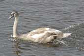 Juvenile Mute Swan, Musselburgh, Scotland, November 2002 - click for larger image