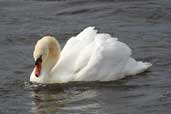 Mute Swan, Musselburgh, Scotland, September 2002 - click for larger image