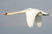 Mute Swan, Musselburgh, Scotland, November 2002 - click for larger image