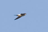 House Martin, Hadleigh, Suffolk, May 2005 - click for larger image