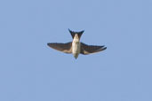 House Martin, Hadleigh, Suffolk, May 2005 - click for larger image