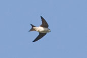 House Martin, Hadleigh, Suffolk, May 2005 - click for larger image