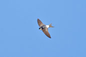 House Martin, Monks Eleigh, Suffolk, July 2007 - click for larger image