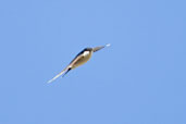 House Martin, Monks Eleigh, Suffolk, July 2007 - click for larger image