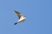 House Martin, Monks Eleigh, Suffolk, July 2007 - click for larger image