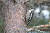 Juvenile Great Spotted Woodpecker, Abernethy Forest, Scotland, September 2002 - click for larger image