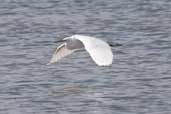 Little Egret, Levington Lagoon, Suffolk, England, September 2005 - click for larger image