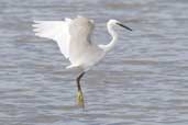 Little Egret, Hazelwood Marshes, Suffolk, England, September 2005 - click for larger image