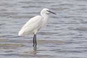 Little Egret, Hazelwood Marshes, Suffolk, England, September 2005 - click for larger image