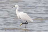 Little Egret, Hazelwood Marshes, Suffolk, England, September 2005 - click for larger image