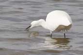 Little Egret, Hazelwood Marshes, Suffolk, England, September 2005 - click for larger image