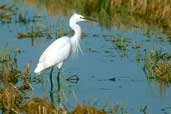 Little Egret, Ebro Delta, Spain, November 2001 - click for larger image