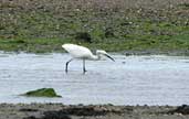 Little Egret, Aberlady Bay, Lothian, Scotland, June 2002 - click for larger image