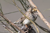 Corn Bunting, Monfragüe NP, Spain, March 2017 - click for larger image