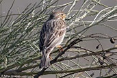 Corn Bunting, Monfragüe NP, Spain, March 2017 - click for larger image