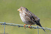 Corn Bunting, Monfragüe NP, Spain, March 2017 - click for larger image